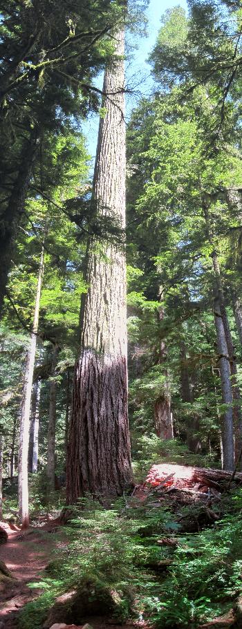 Twin Firs, 2012